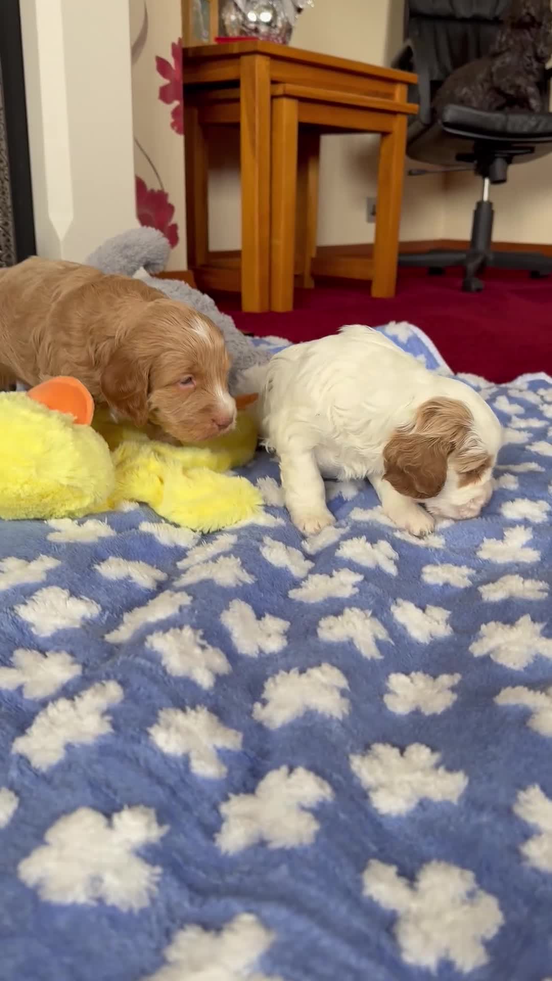 Cockapoo dogs for sale: F1 SHOW COCKAPOOS - Video 3