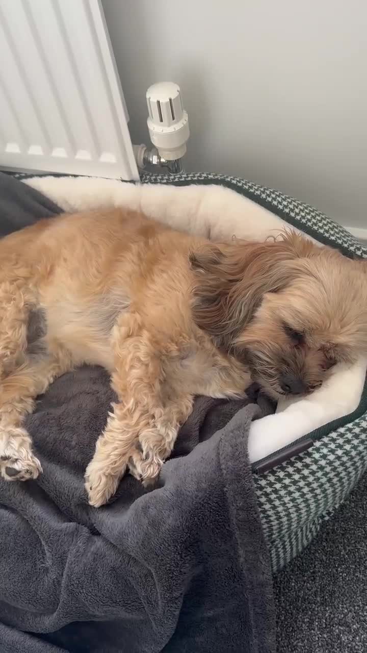 Mixed Breed dogs for sale: My Girl Jessie Shih Tzu x Westie - Video 2