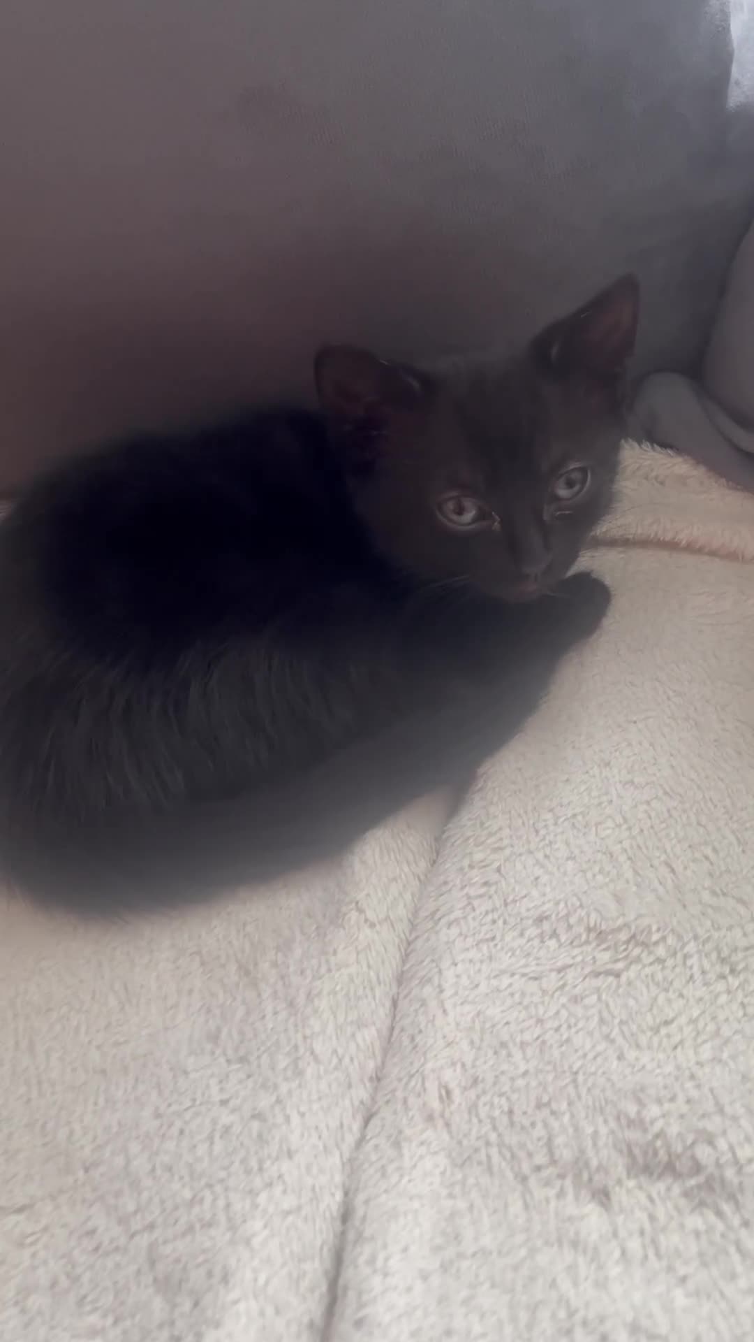 Mixed Breed cats for sale: 1 female kitten available now  - Video 1