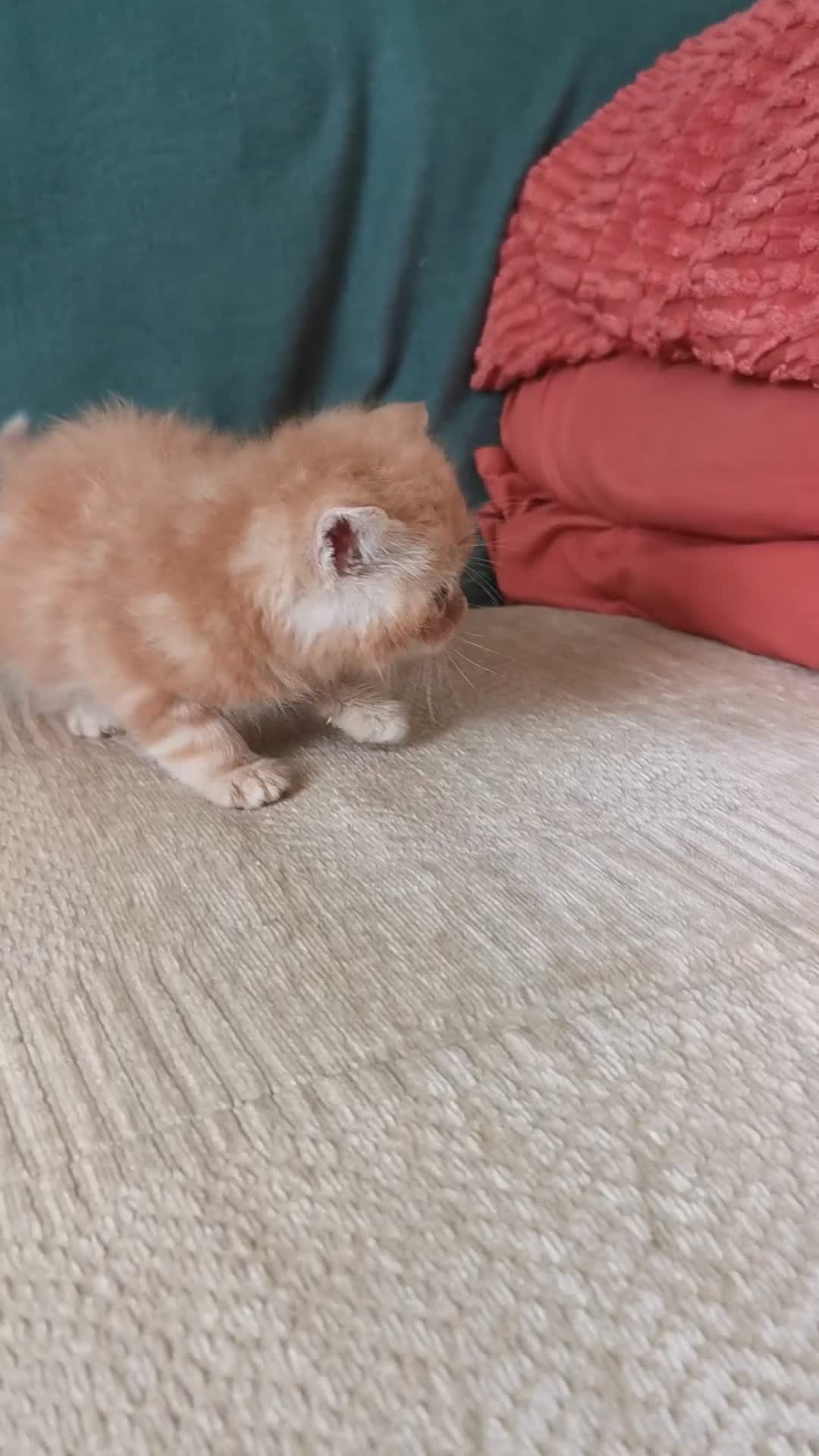 Mixed Breed cats for sale: Pedigree exotic x domestic short haired kittens  - Video 2