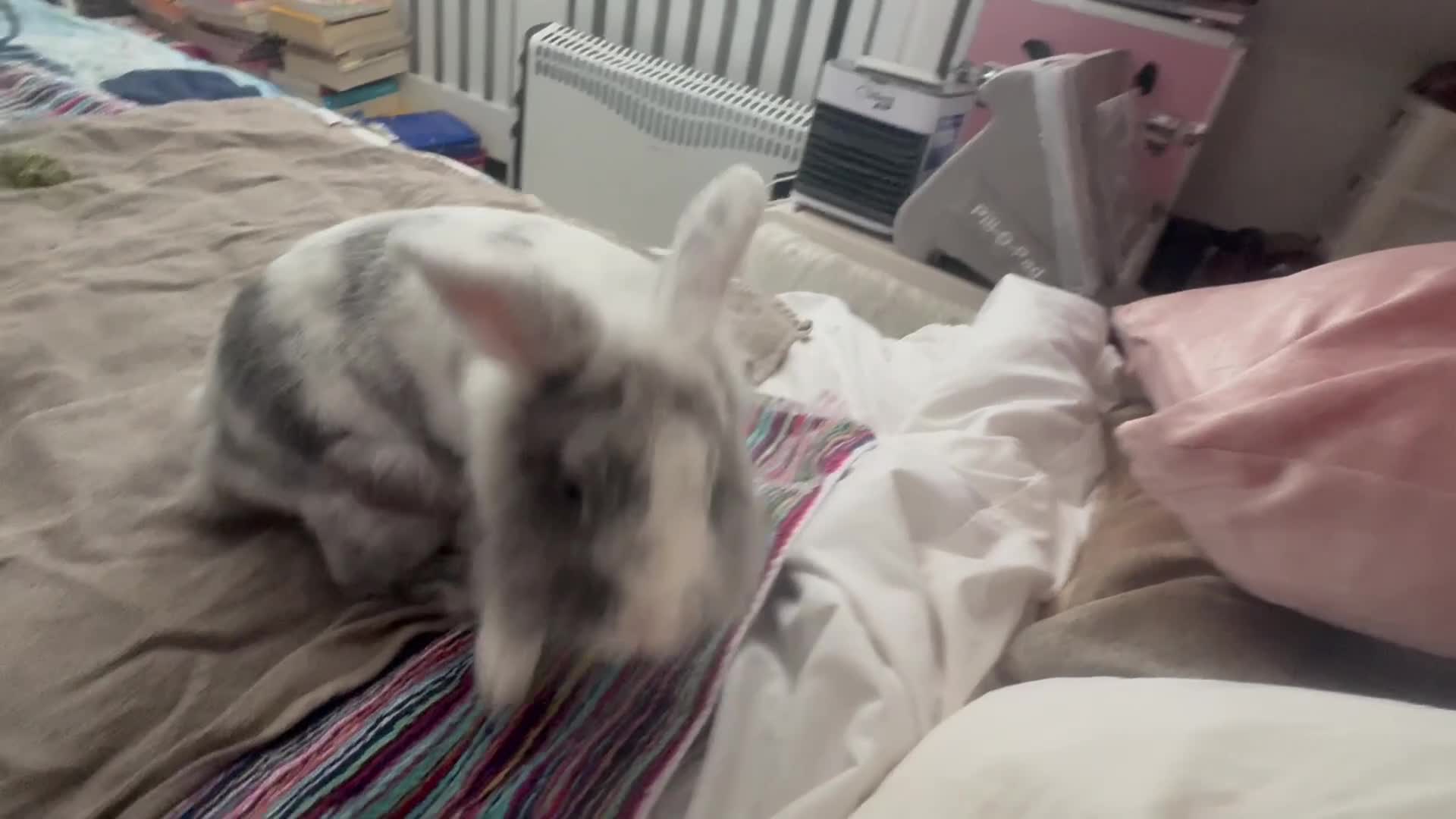Lionhead rabbits for sale: Gorgeous lion head x male rabbit - Video 2