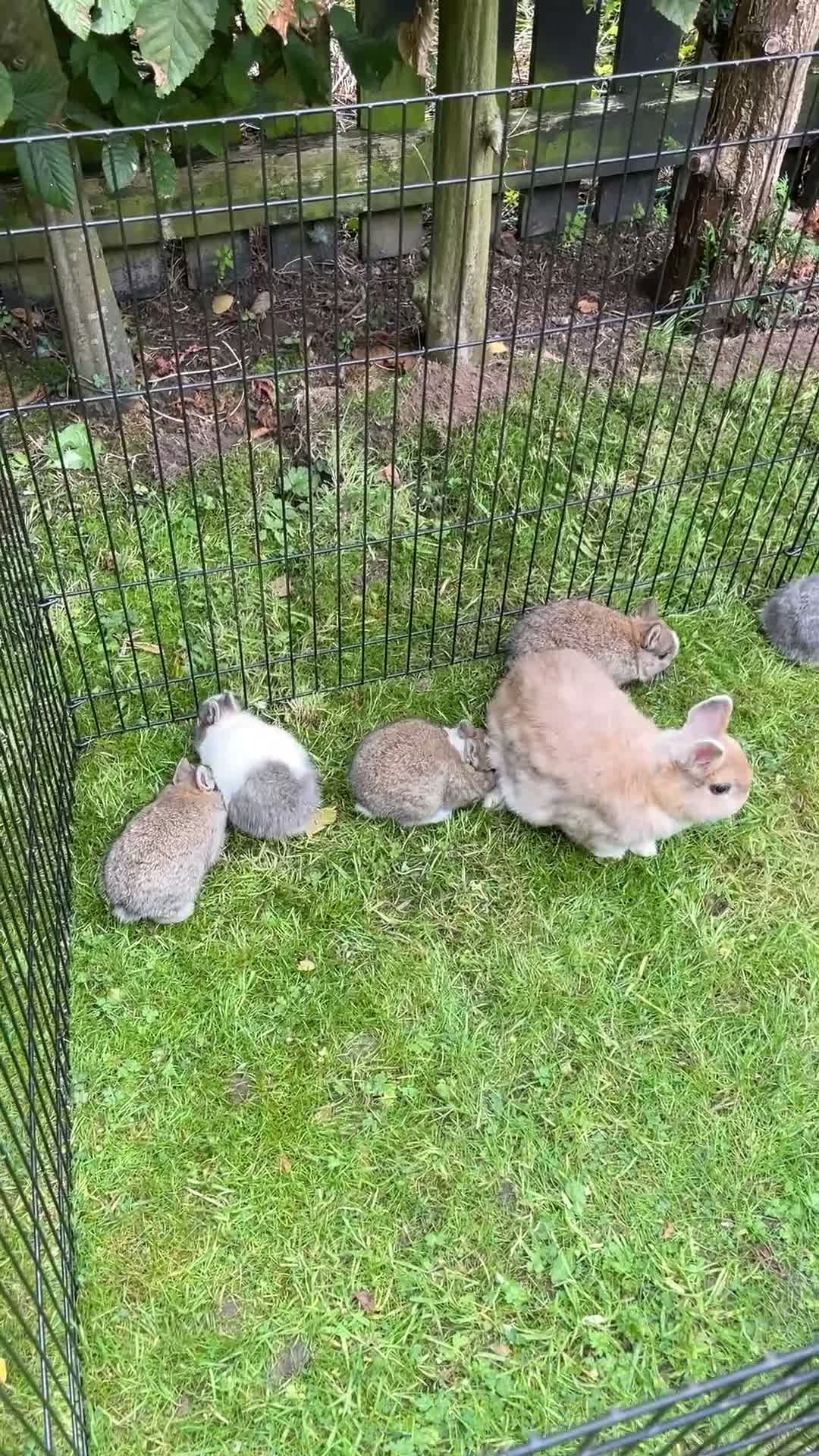 Netherland Dwarf rabbits for sale: Gorgeous Netherland Dwarf bunnies in Carlisle - Video 1