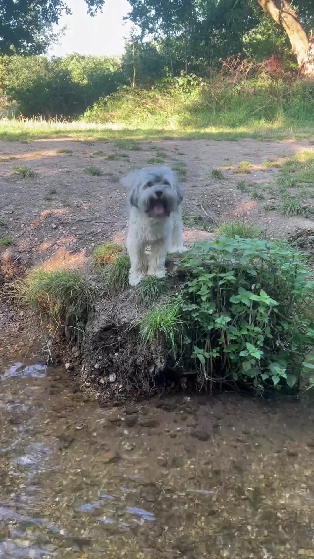 Havanese dogs for stud: Our⭐️Teddy⭐️ is available for stud. - Video 1