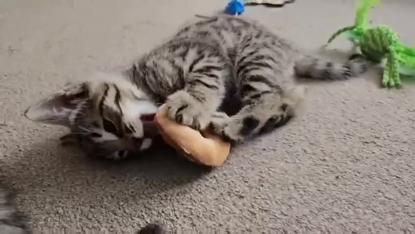 Bengal cats for sale: Elven Bengals - Video 1