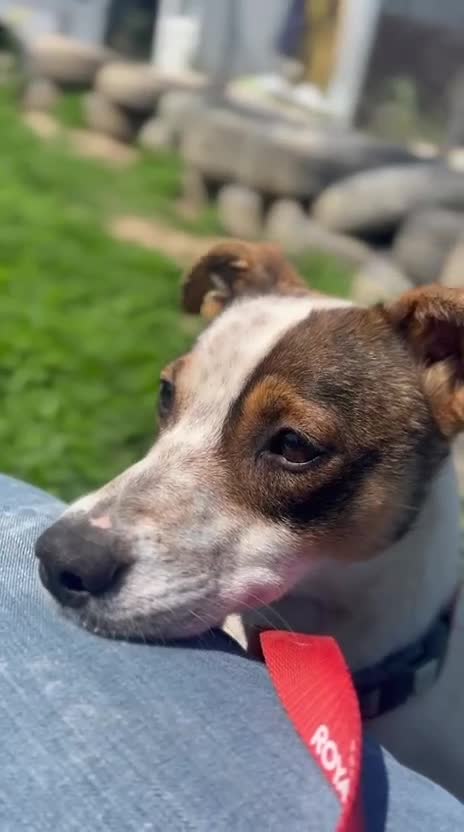 Mixed Breed dogs for adoption: 💙🐶 JAZZ – HE WANTS EVERYONE TO JOIN THE FUN - Video 1