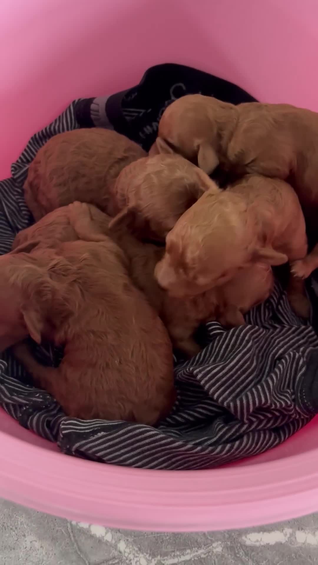 Miniature Poodle dogs for sale: Mini poodle puppies ready to leave Friday  in Swansea - Video 1
