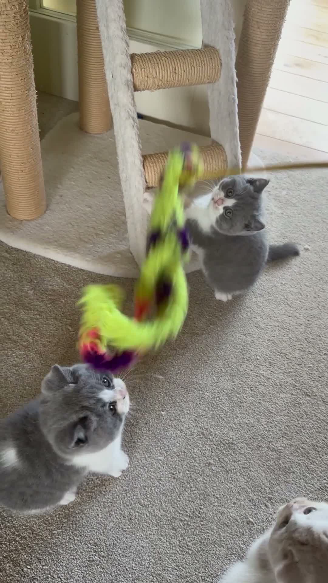 British Shorthair cats for sale: 🐾 Beautiful Blue & White BSH Boys 🐾 - Video 3