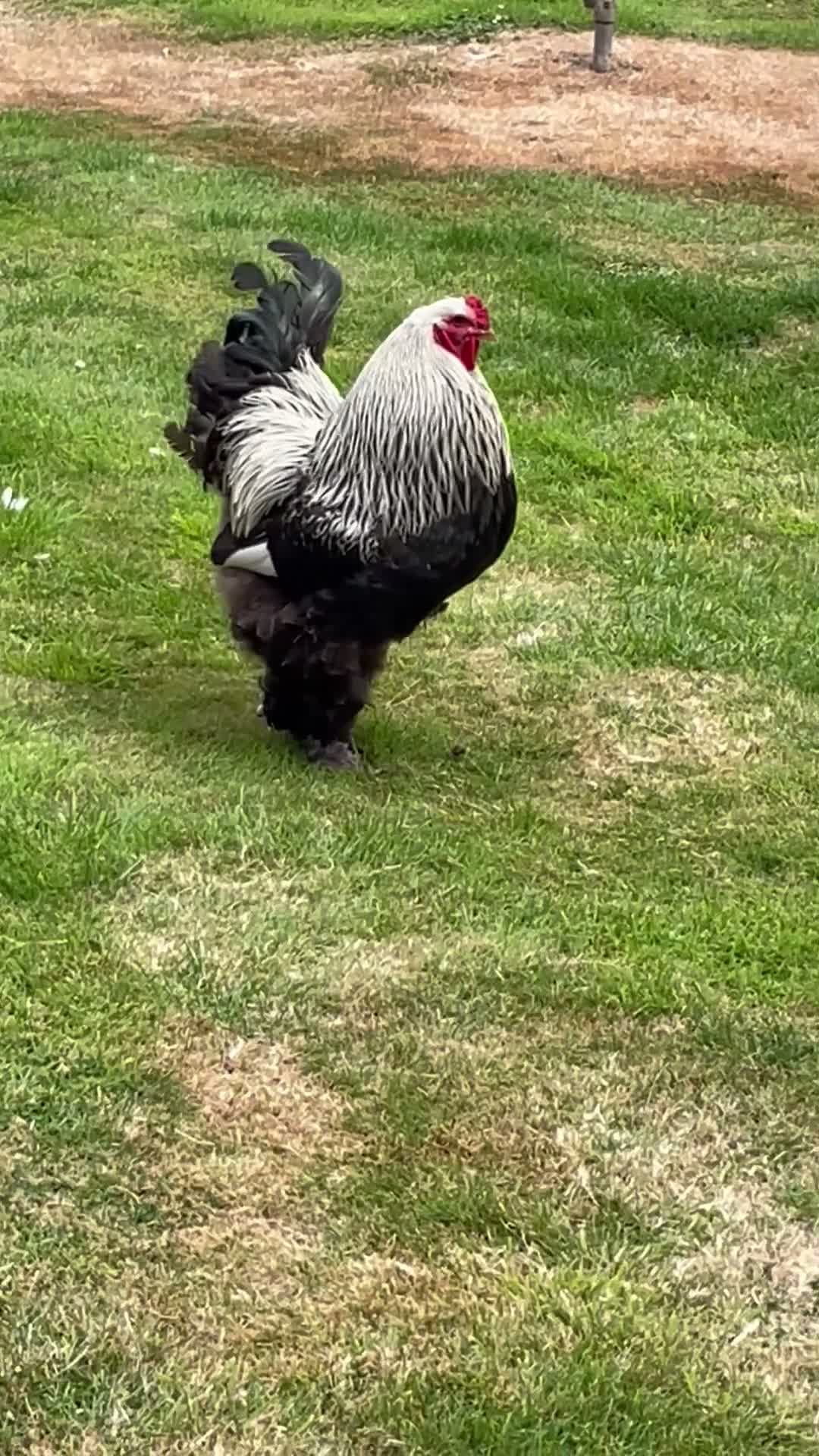 Chickens poultry for sale: Pure bred Dark Brahma cockerel  - Video 1