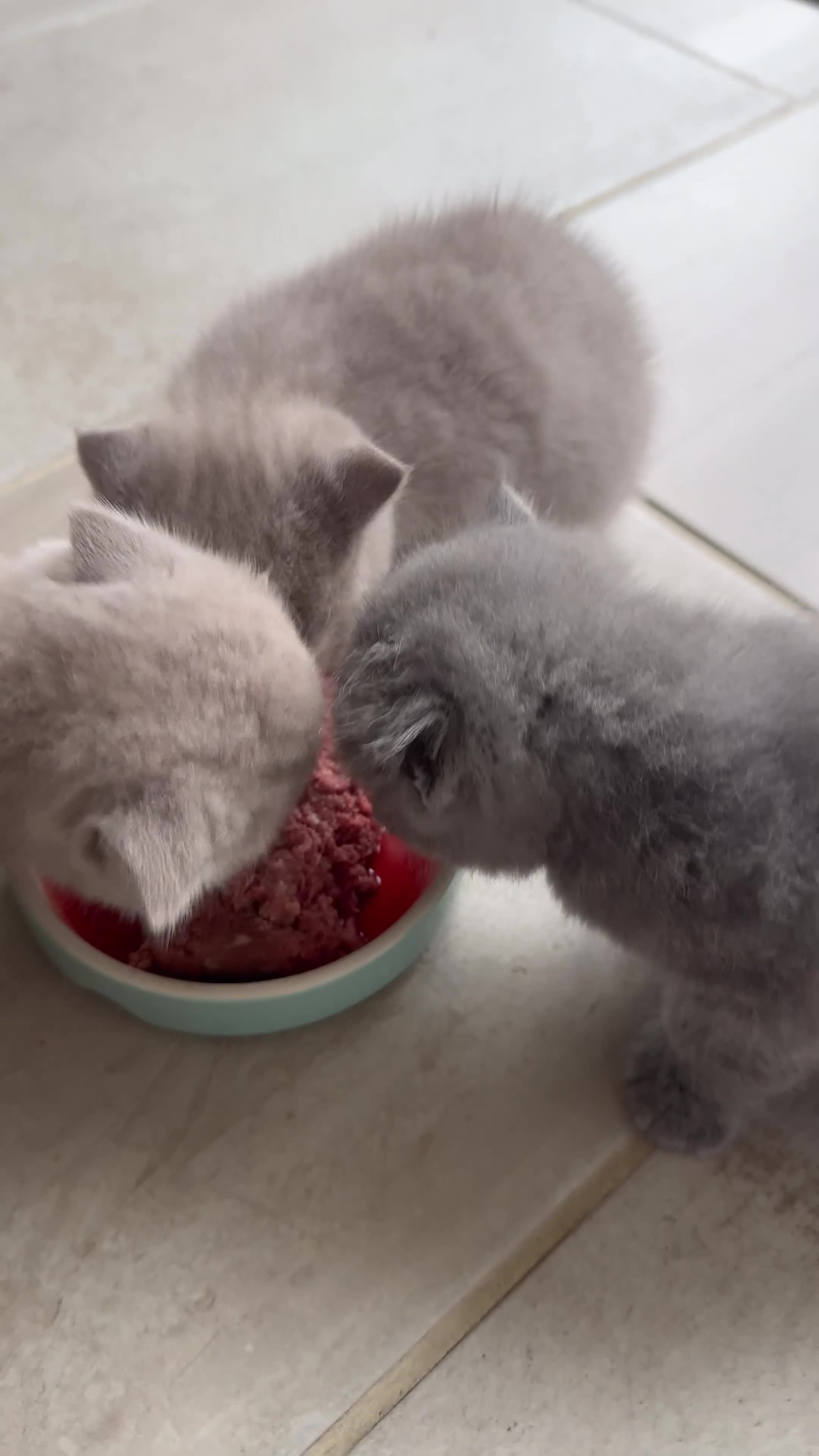 British Shorthair cats for sale: Girl BSH blue kitten available end of August  - Video 2