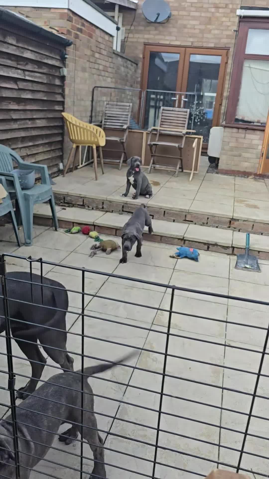 Cane Corso dogs for sale: CANE CORSO. Ready to leave now - Video 1