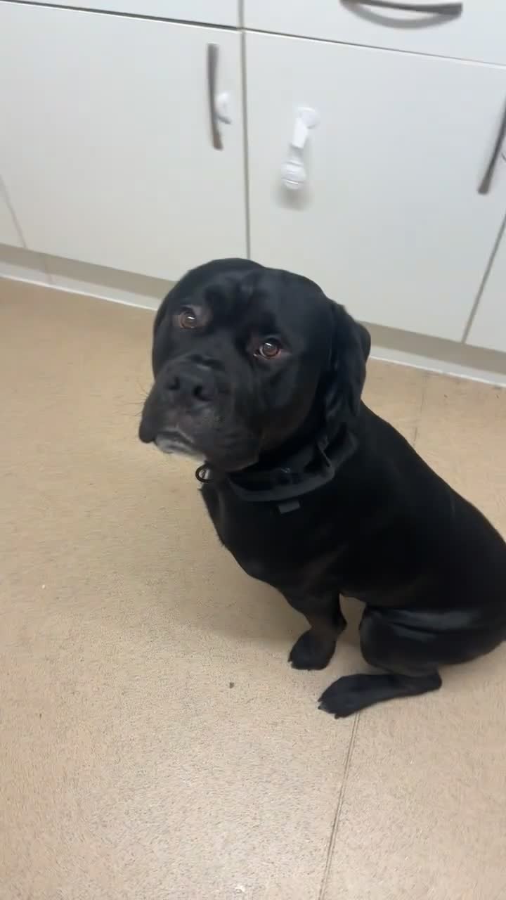 Mixed Breed dogs for stud: Cane corso x black lab - Video 1
