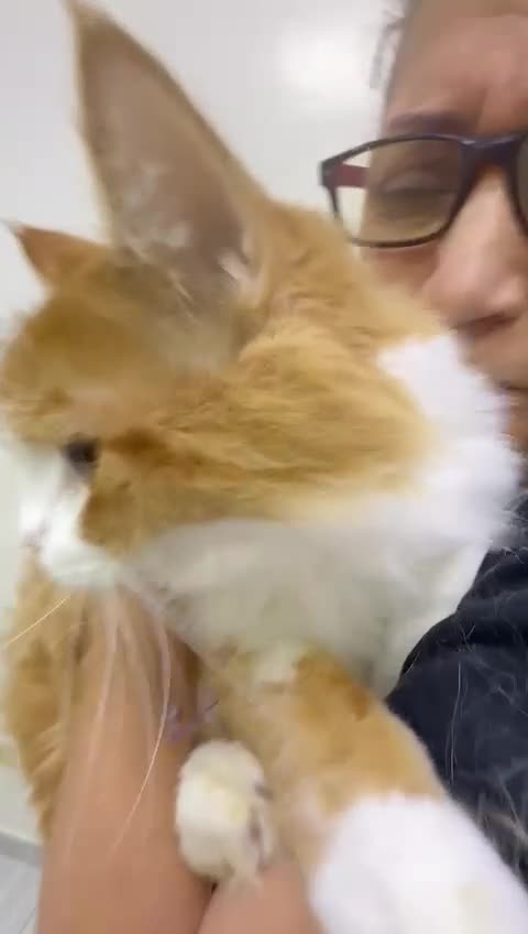 Mixed Breed cats for adoption: ASTRO -BIG BOY CALM NEUTERED AFFECTIONATE  - Video 3