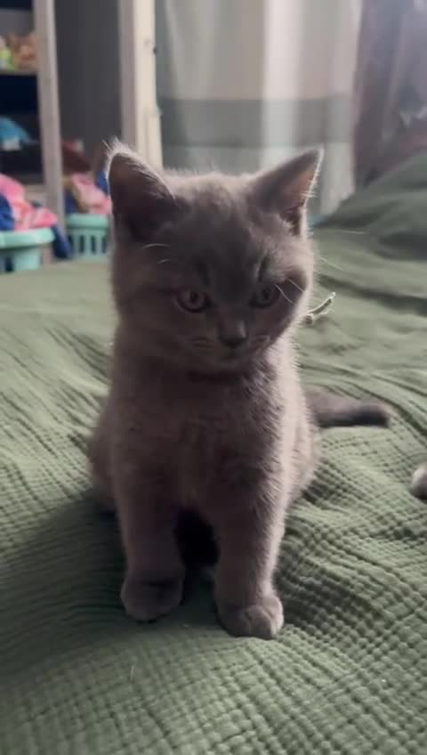 British Shorthair cats for sale: Beautiful british short hair  - Video 1