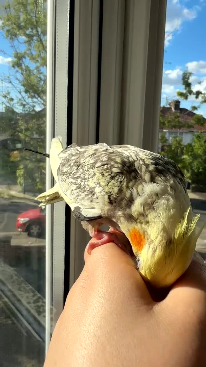 Cockatiels birds for sale: Hand-Tamed Cockatiel ❤️ - Video 1