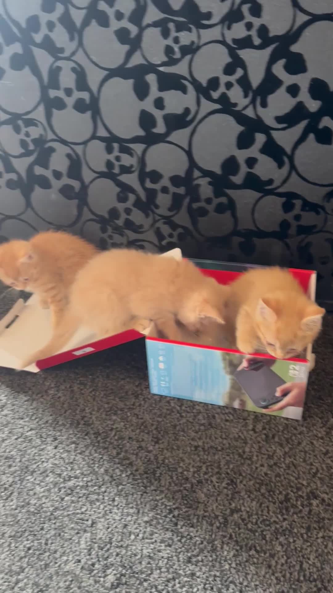 Mixed Breed cats for sale: Beautiful ginger kittens  - Video 1