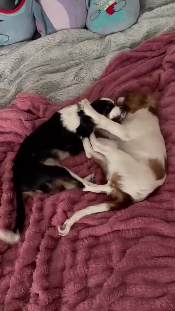 Cavalier King Charles Spaniel dogs for sale: Cavalier Brothers Looking for a New Home in Alfreton - Video 1