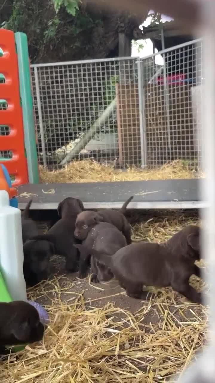 Labrador Retriever dogs for sale: Chocolate Labrador puppies, KC reg, health tested, - Video 1