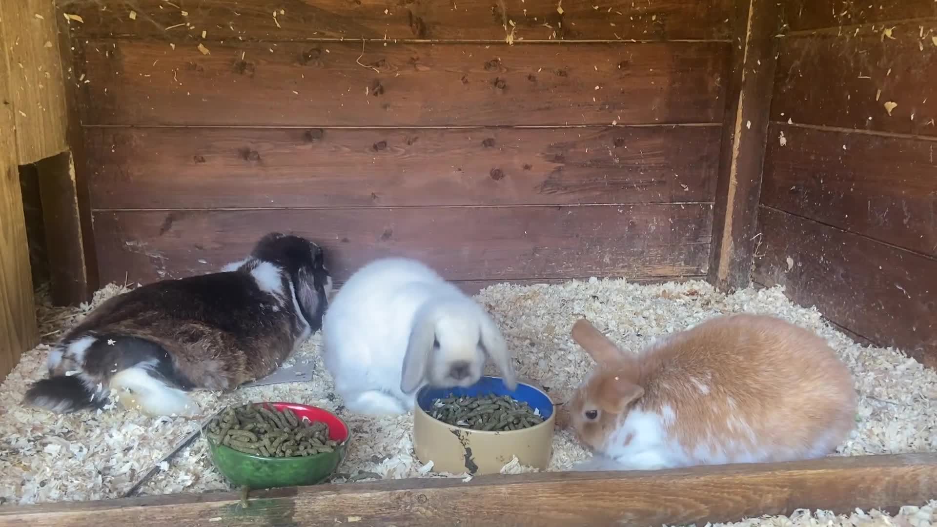 Mini Lop rabbits for sale: Mini lops - Video 1