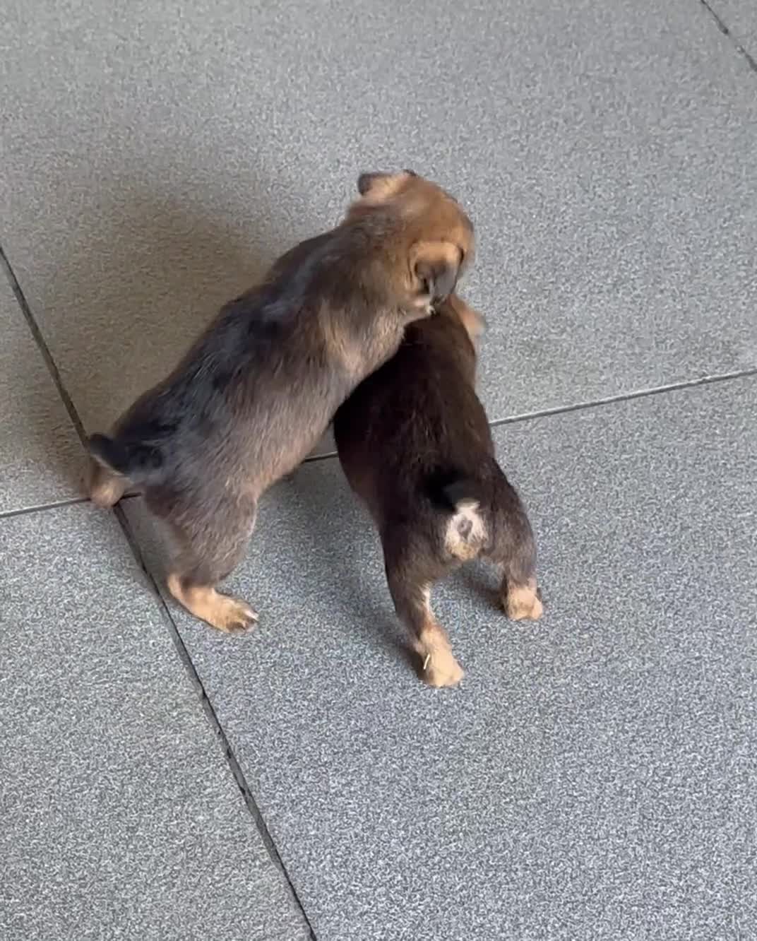 Border Terrier dogs for sale: KC Border Terrier puppies (SLEM Clear) - Video 1