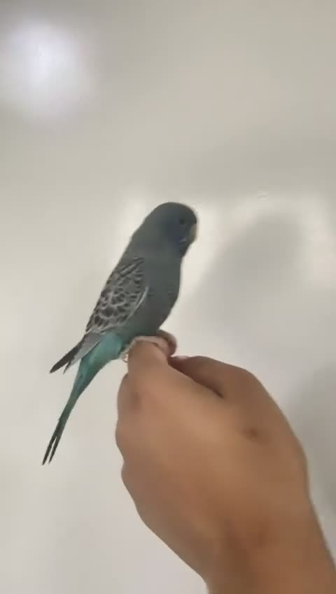 Budgerigars birds for sale: Beautiful bf split bw/helicopter babies available  - Video 4