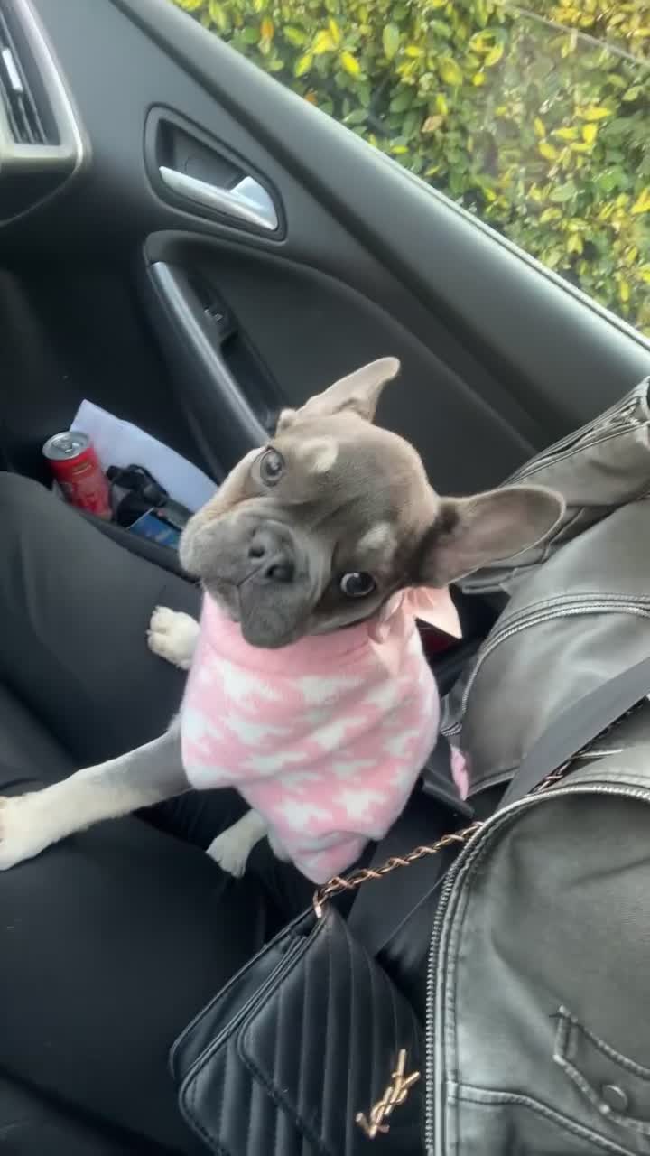 French Bulldog dogs for sale: Blue liacfrawnFrench bulldog - Video 2