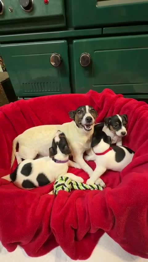 Jack Russell dogs for sale: Gorgeous Jack Russell puppies  in Carmarthen - Video 1