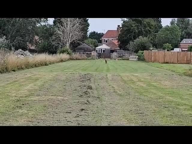 Labrador Retriever dogs for stud: Dark Fox Red Labrador Stud Dog - Video 2