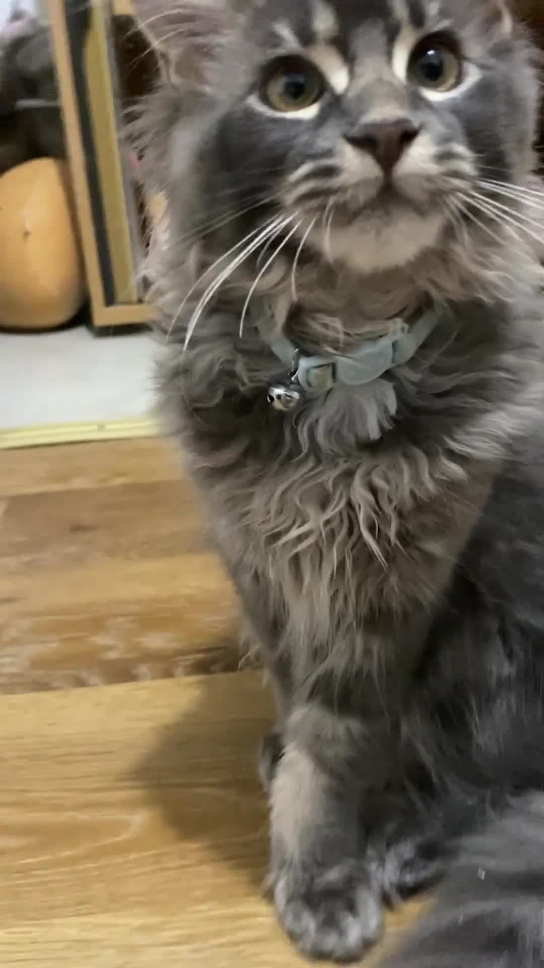 Maine Coon cats for sale: Maine Coon Kittens Ready for Their Forever Homes - Video 4