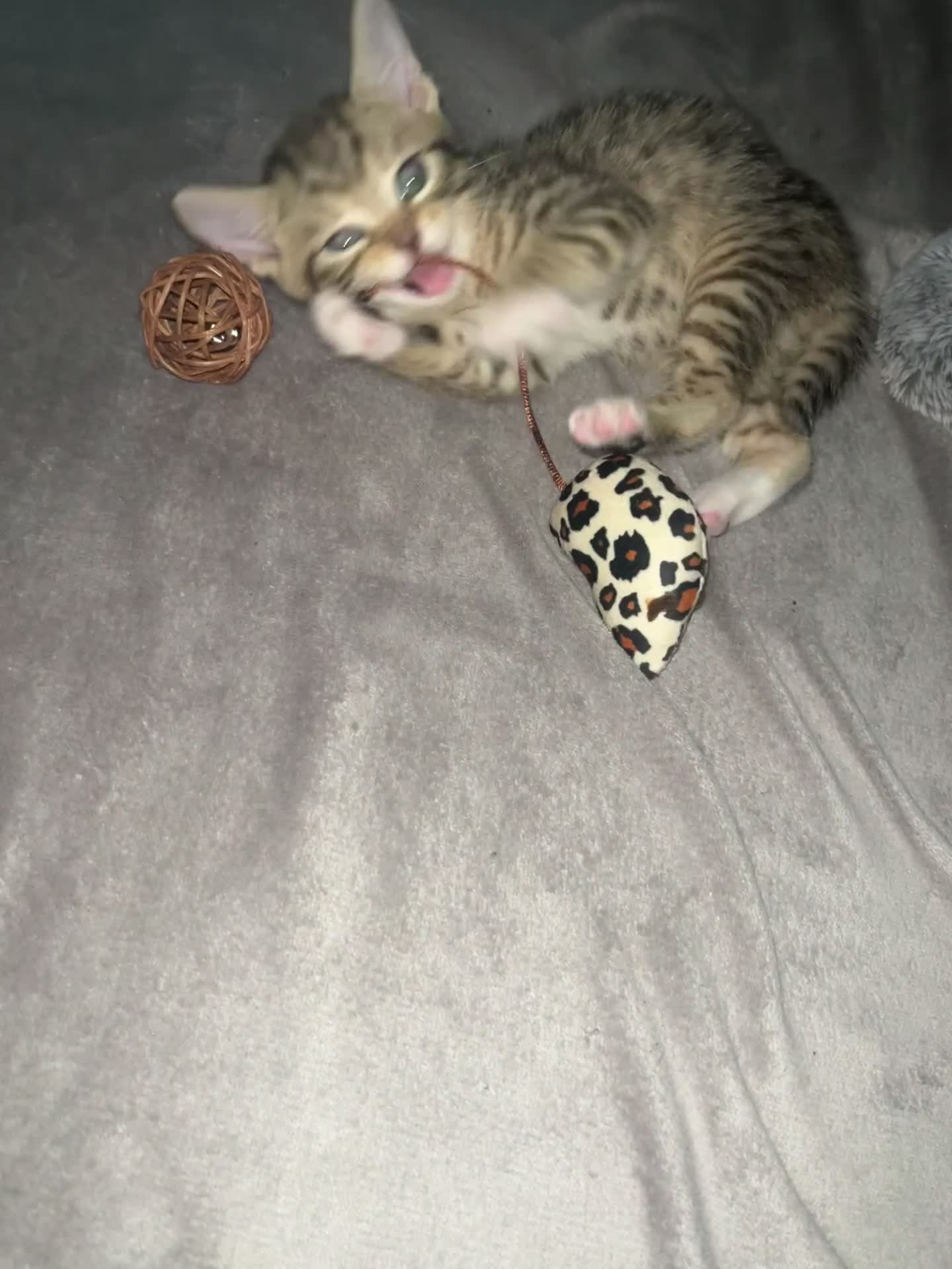 Mixed Breed cats for sale: Two adorable British Shorthair X Bengal Kittens - Video 1