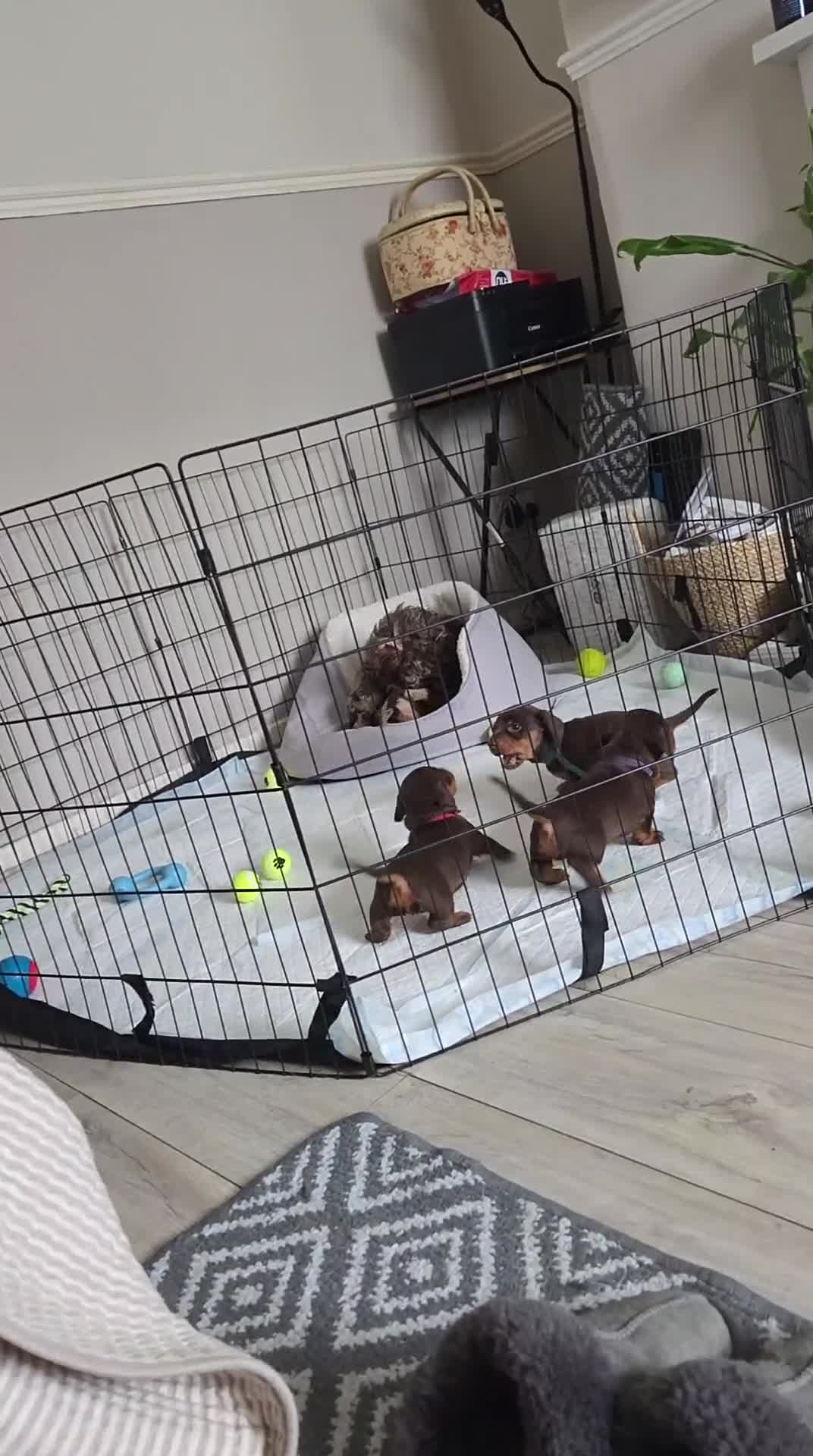 Dachshund dogs for sale: READY NOW Adorable Dachshund Puppies  - Video 2