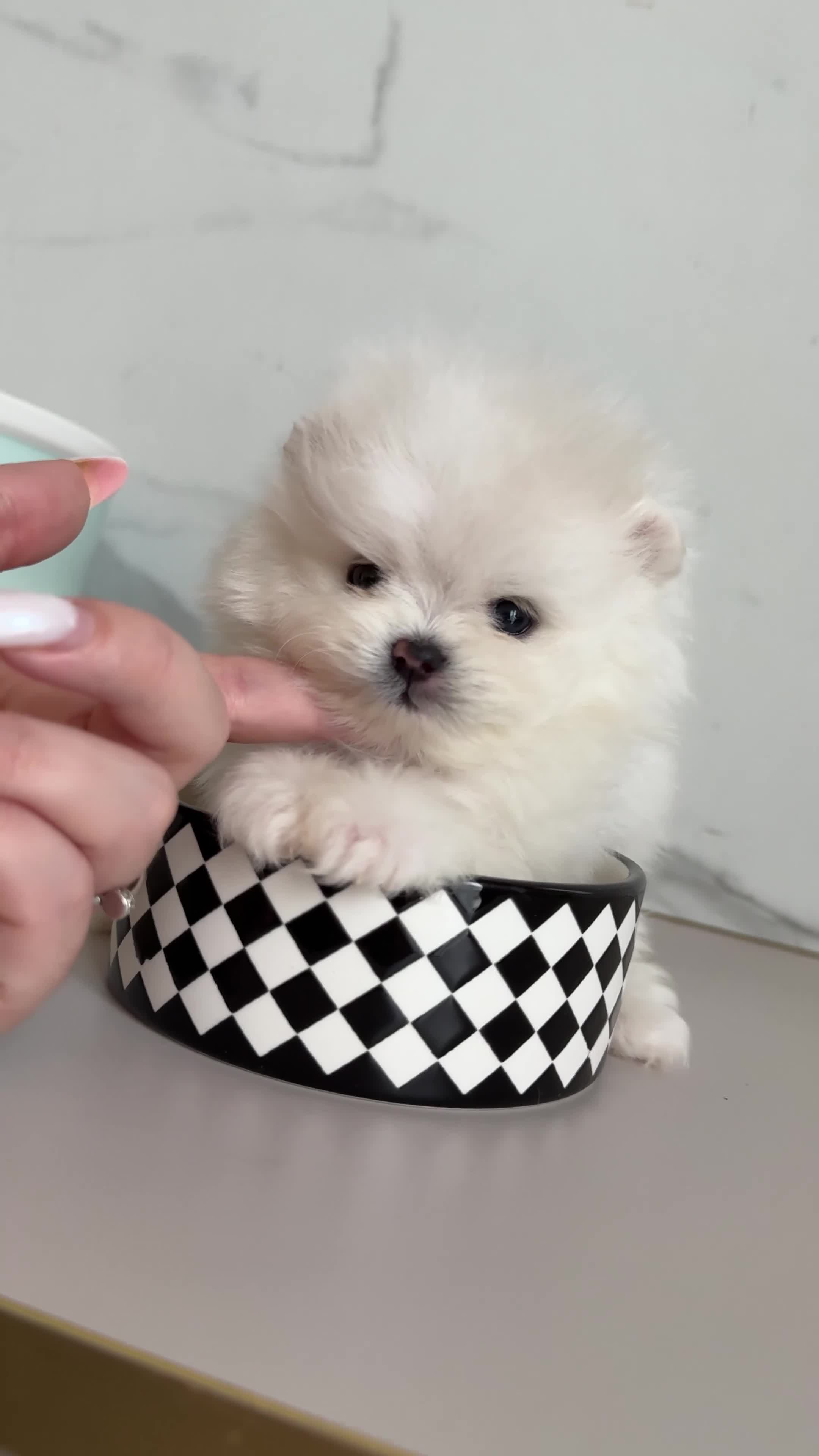 Pomeranian dogs for sale: 🏆Champion Teddies🧸 KC registered ✔️ - Video 4