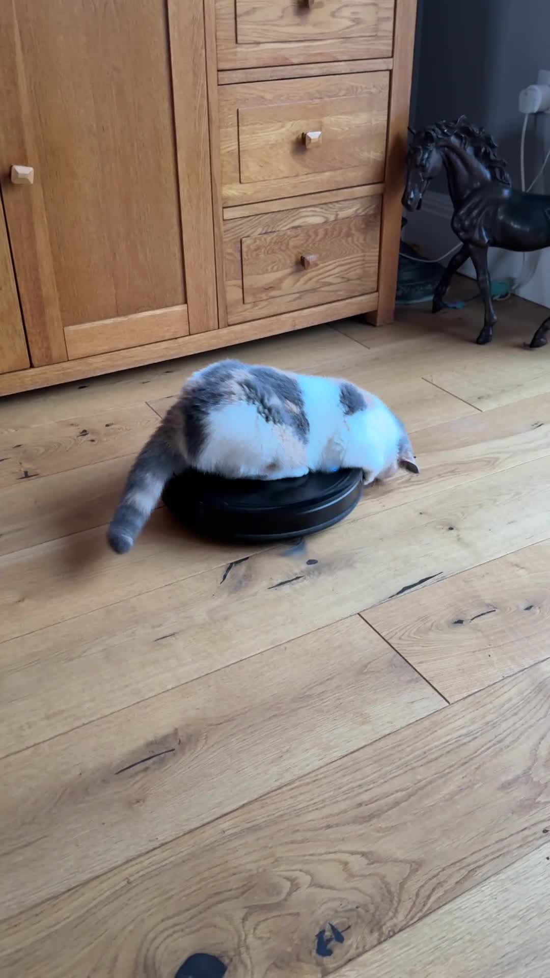 British Shorthair cats for sale: Beautiful Girl for rehoming  - Video 1