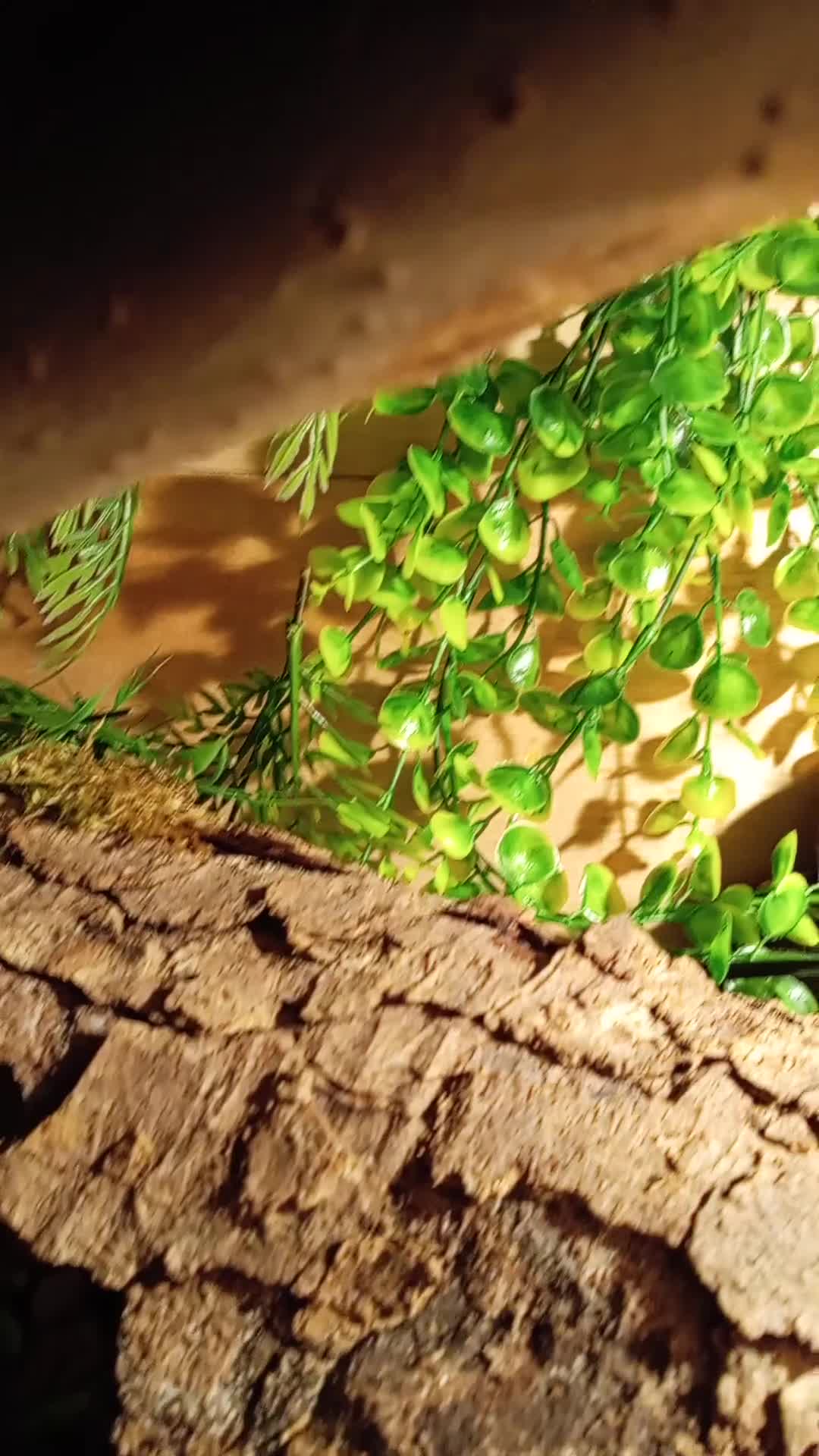 Python Snake reptiles for sale: Python Snake +verium lights and heat  - Video 1