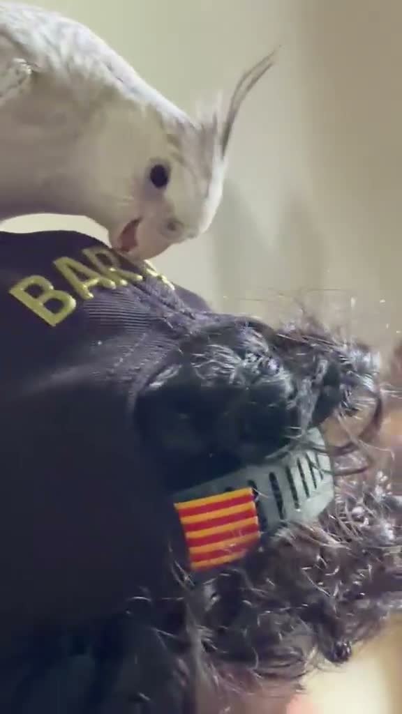 Cockatiels birds for sale: Beuno :) - Video 5