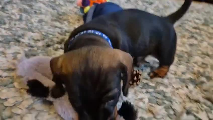 Miniature Dachshund dogs for sale: Wire Haired Dachshund Puppies KC Registered  - Video 3