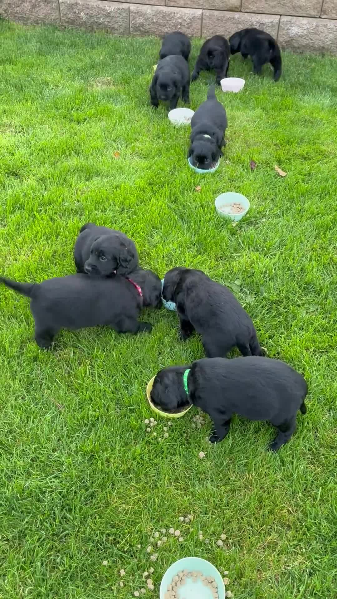 Mixed Breed dogs for sale: Golden retriever / border terrior mix  - Video 4