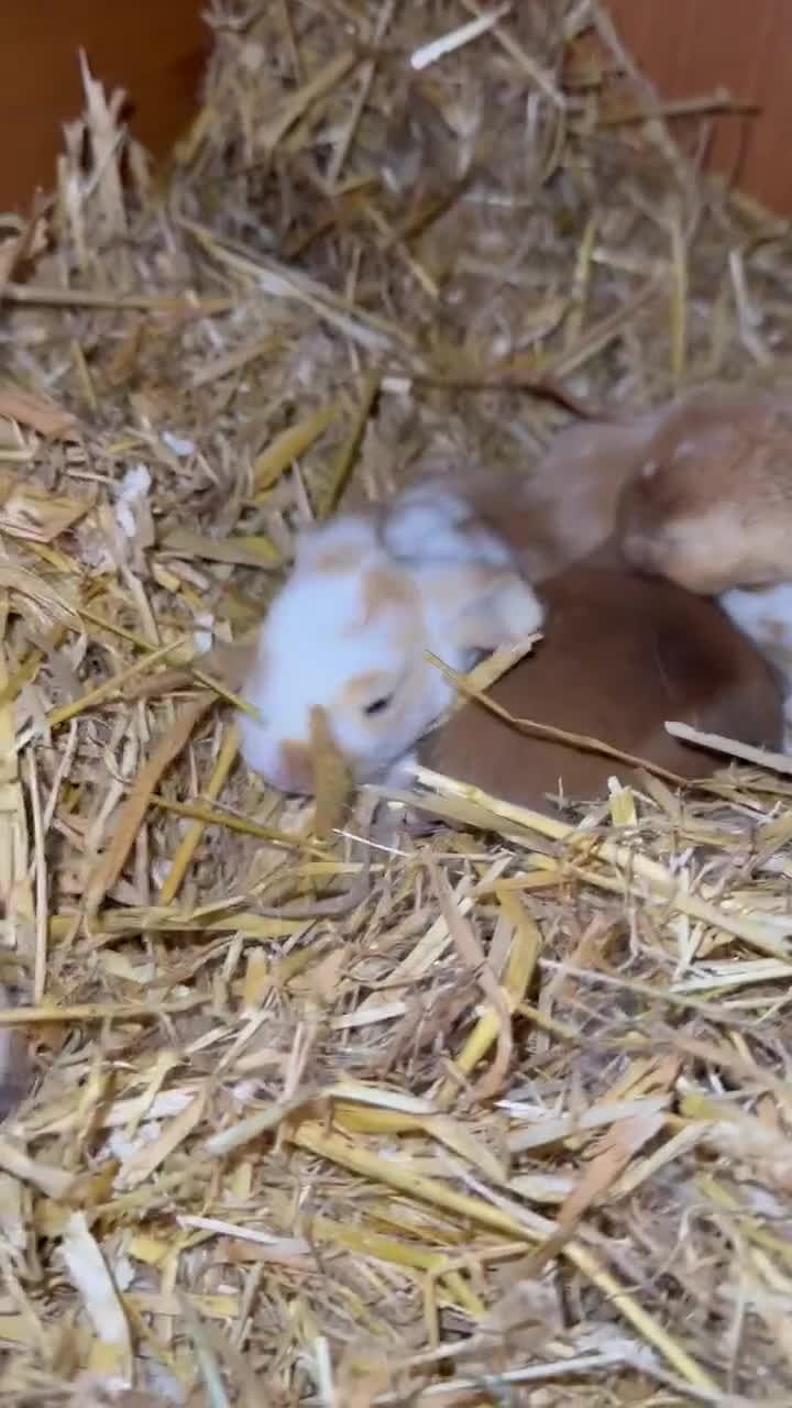Mixed Breed rabbits for sale: *All Rabbits Pending Sale* - Video 2