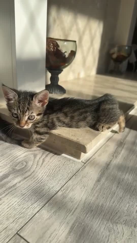 Munchkin cats for sale: 2 Munckin kittens - Video 1