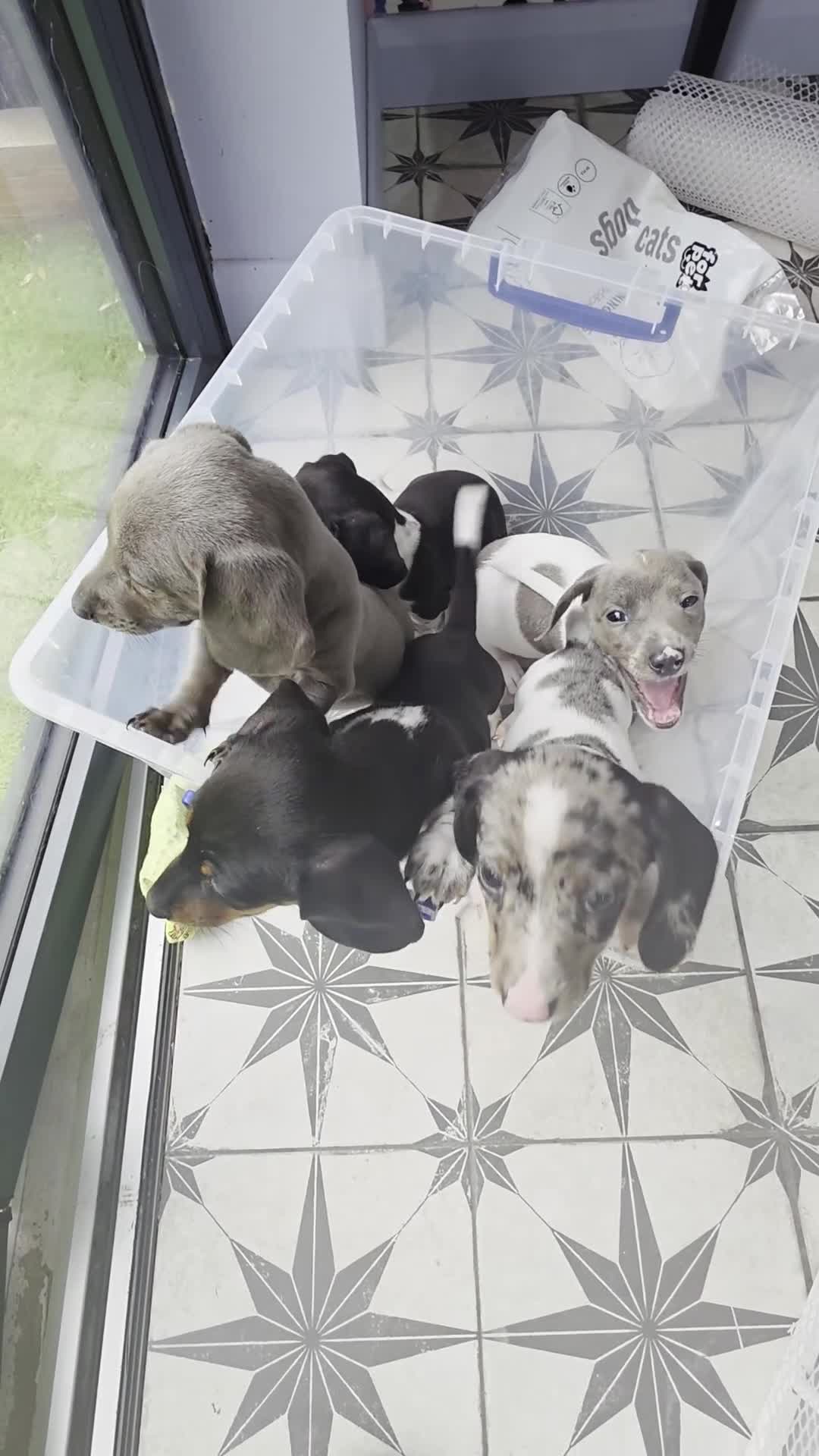 Dachshund dogs for sale: KC Registered Shorthaired dachshunds  - Video 1