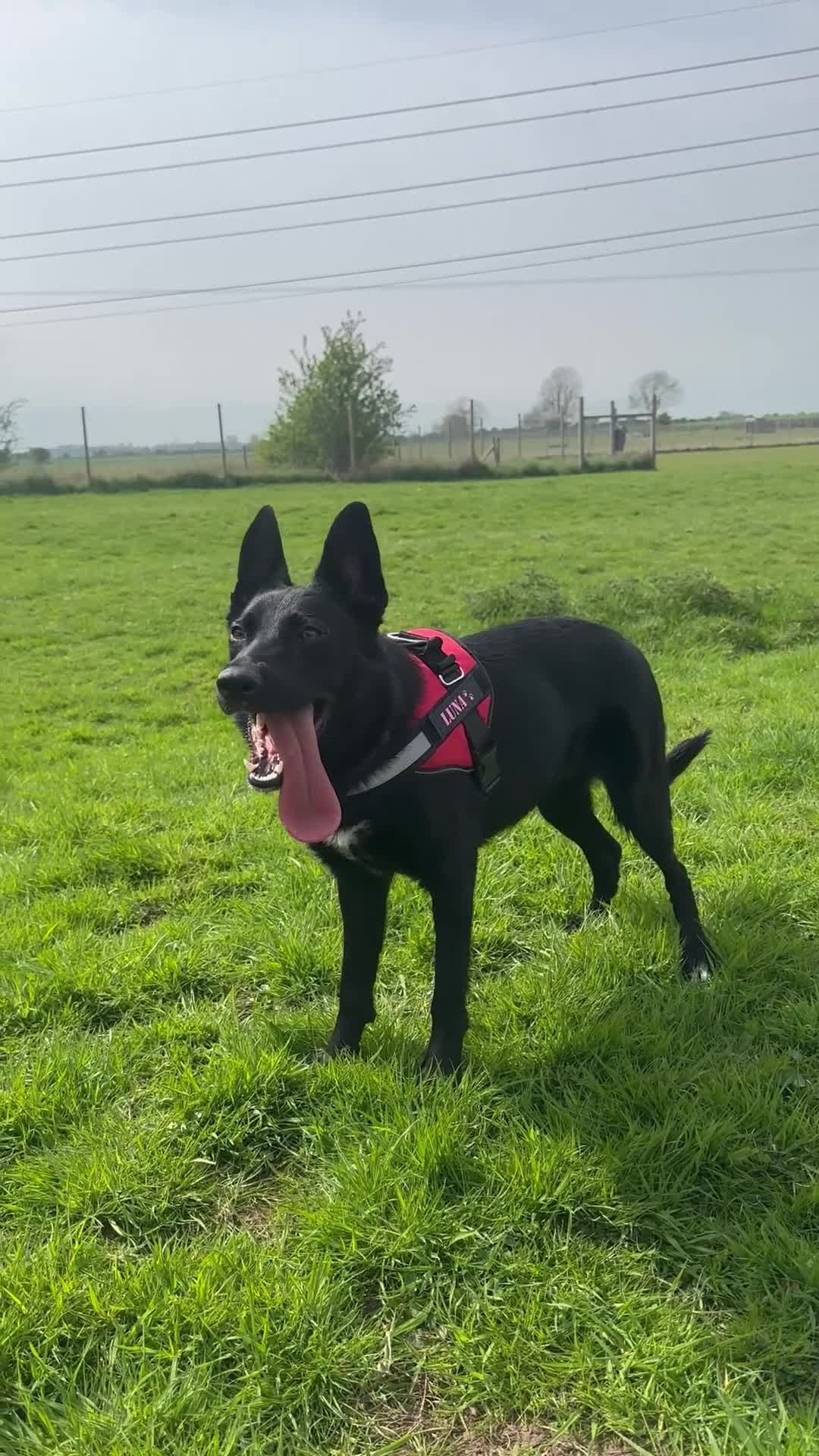 German Shepherd dogs for sale: Luna German Shepherd  in Hull - Video 1