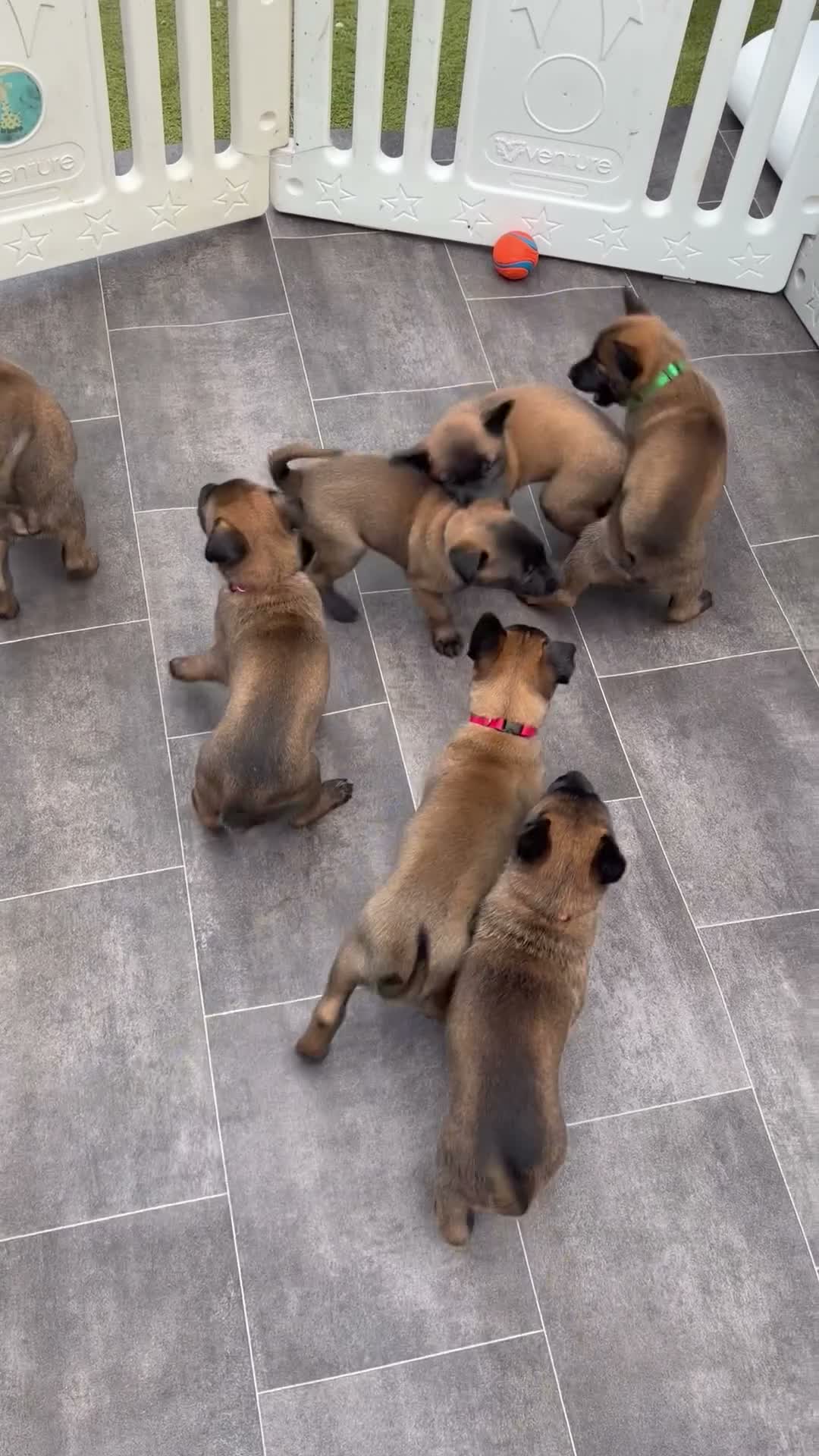 Belgian Shepherd Dog dogs for sale: 4 BELGIAN MALINOIS PUPPIES AVAILABLE - Video 1