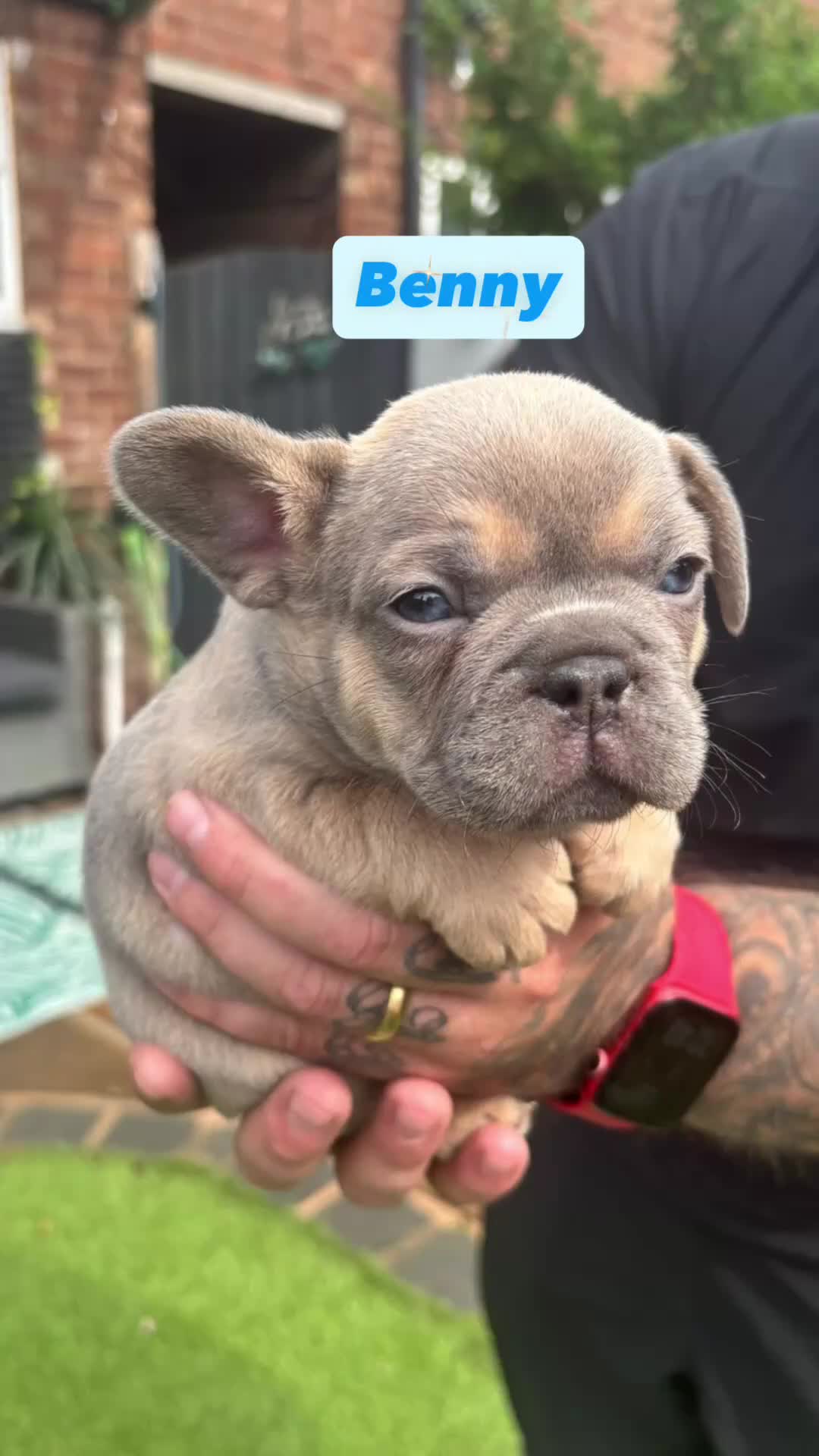 French Bulldog dogs for sale: French bulldog puppies  - Video 1