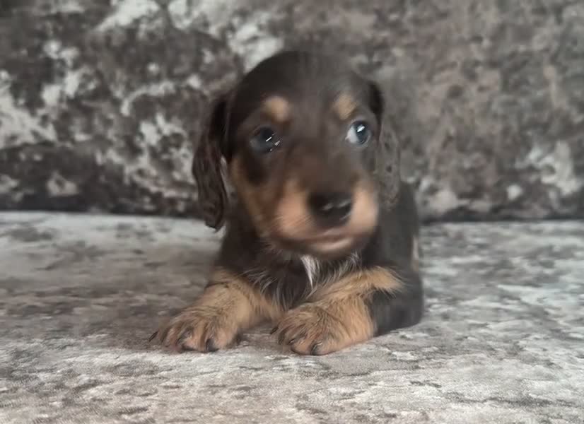 Miniature Dachshund dogs for sale: Miniature Dachshunds - Video 1