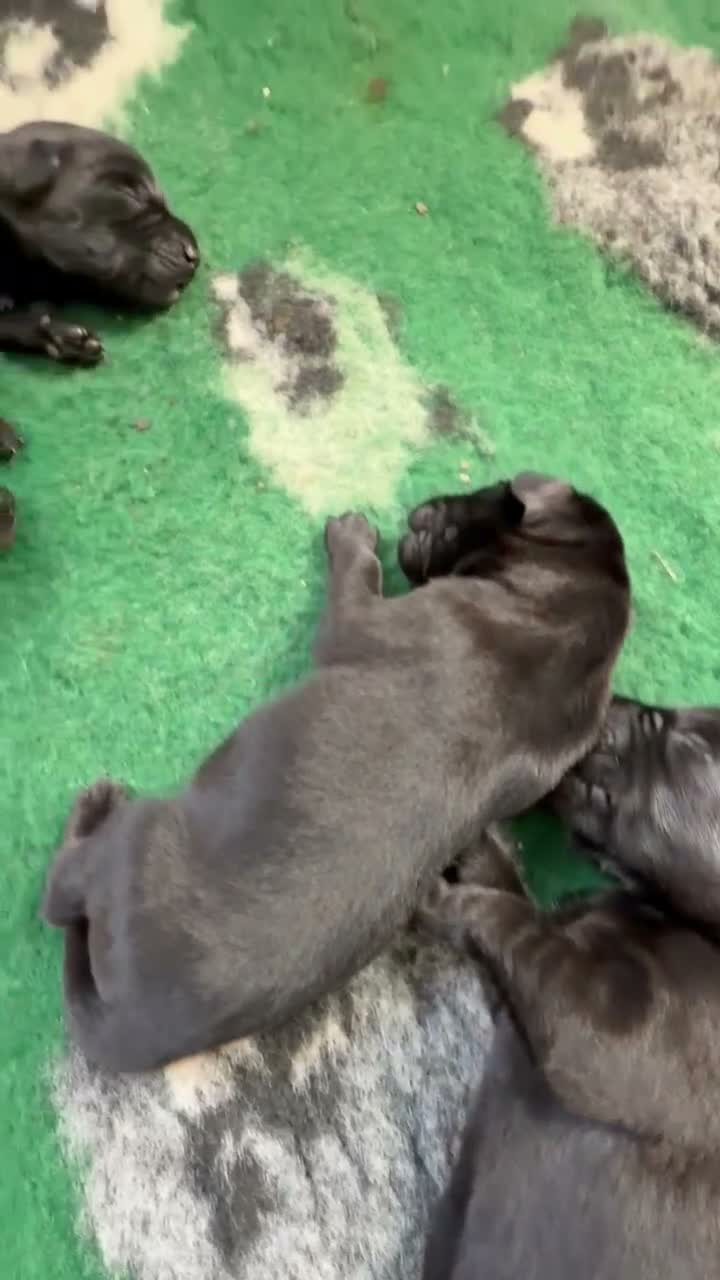 Labrador Retriever dogs for sale: Labrador retriever pups  - Video 1
