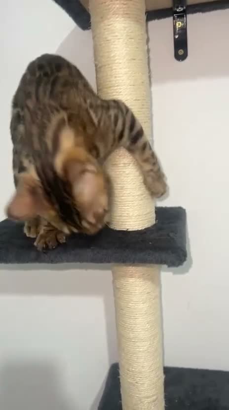 Bengal cats for sale: Full Breed Brown Bengal - Boy  - Video 3