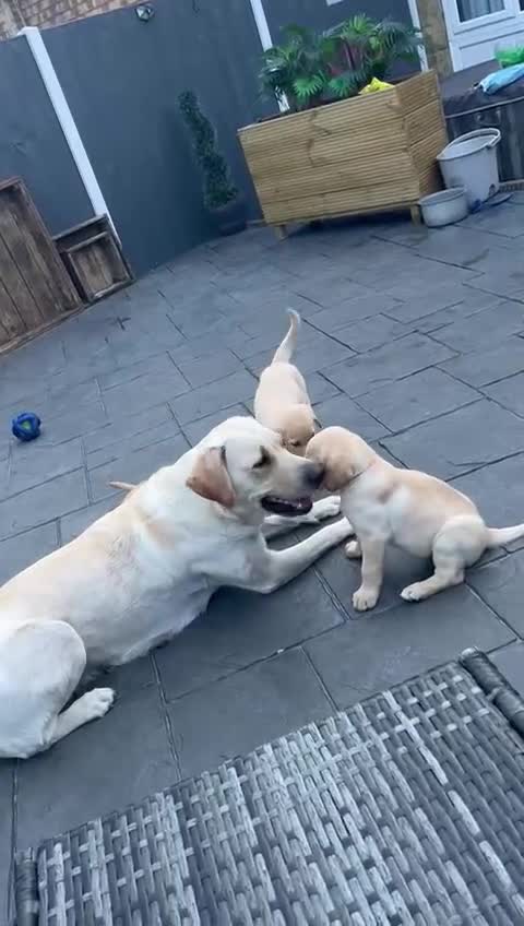 Labrador Retriever dogs for stud: Lucerys Targaryen Lee in Orpington - Video 1