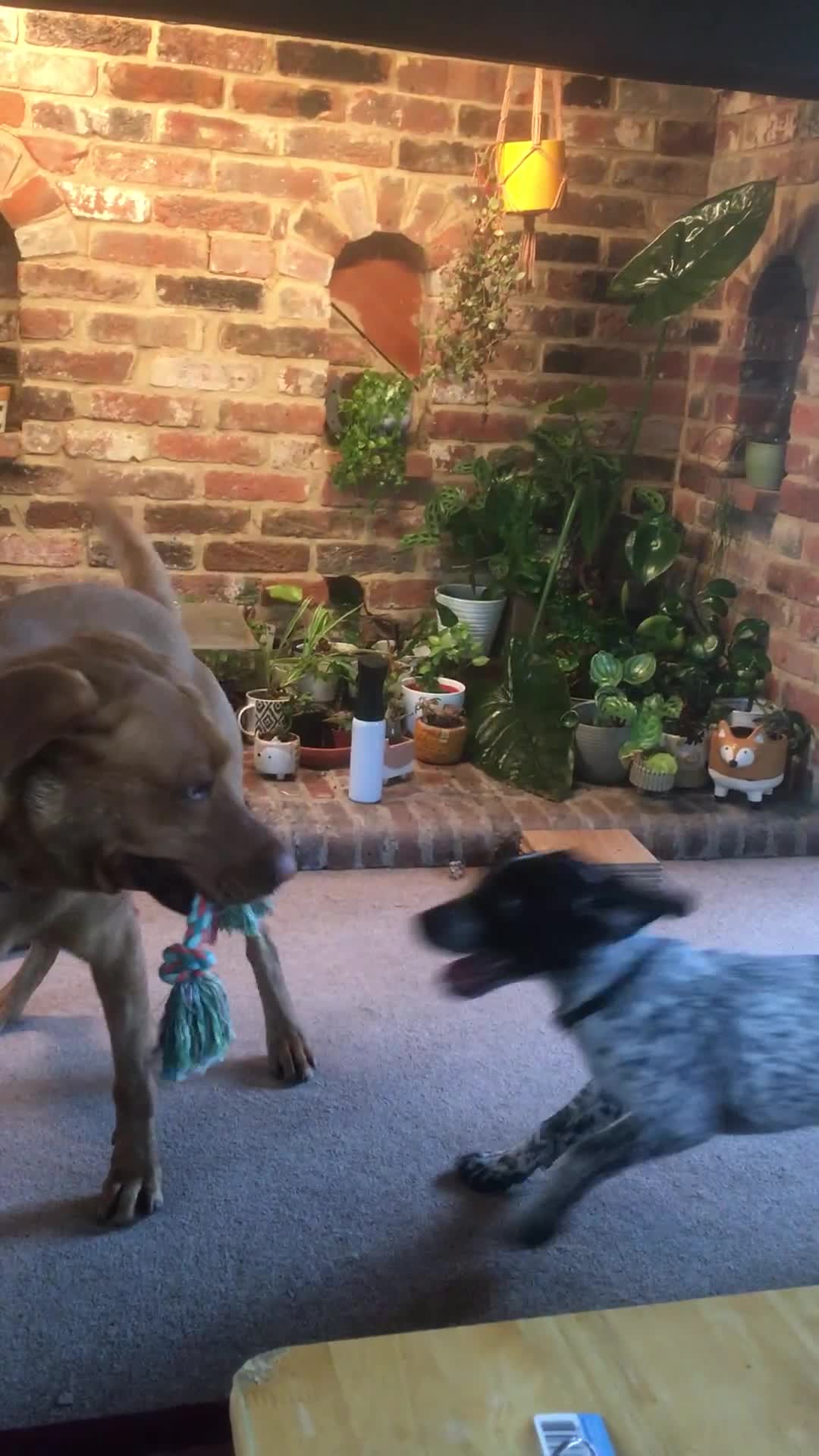 Mixed Breed dogs for sale: Frenchie x pointer  - Video 1