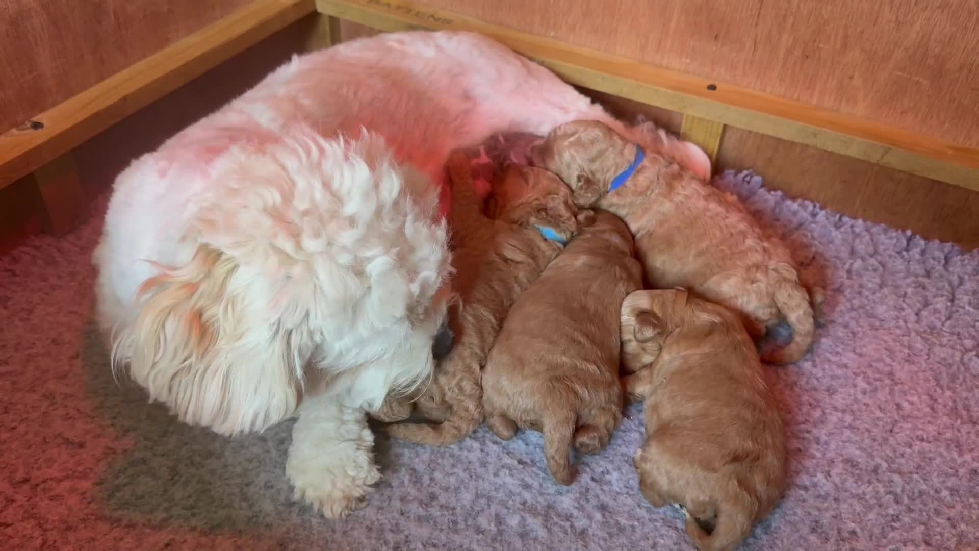Cavachon dogs for sale: Gorgeous Cavapoochon’s Light Fox Red. - Video 3