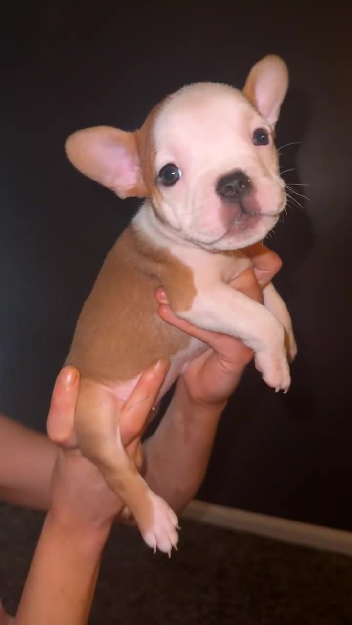 Mixed Breed dogs for sale: Frenchie x pocket bully puppy  - Video 1
