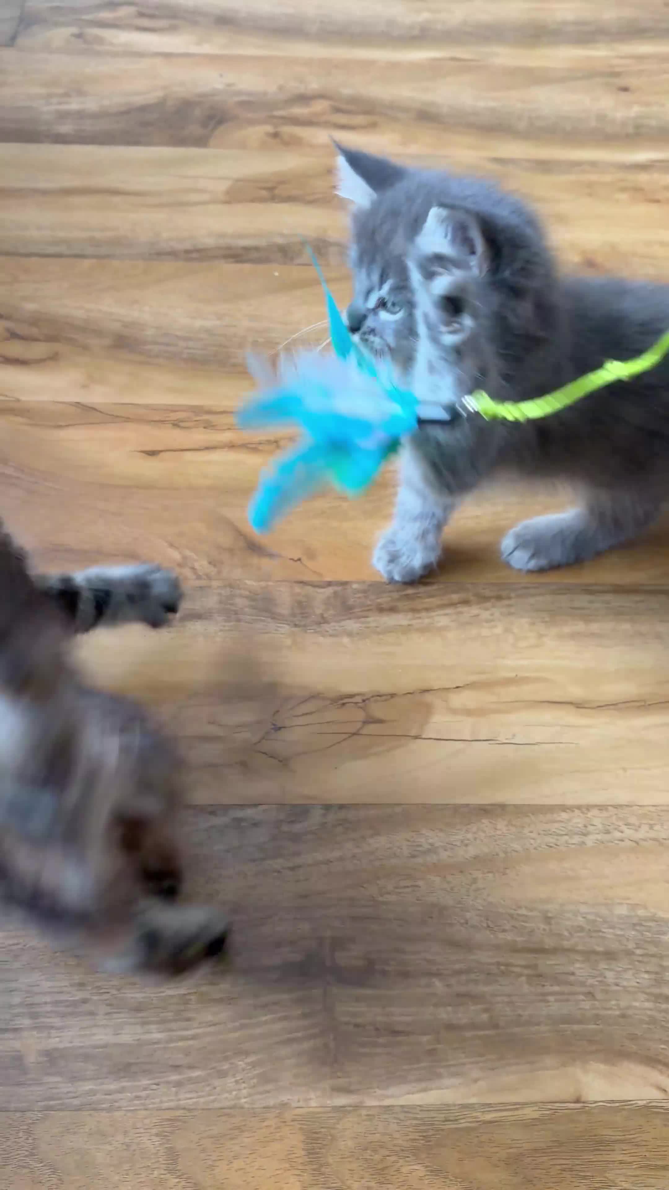 Maine Coon cats for sale: Maine coon kittens - Video 1
